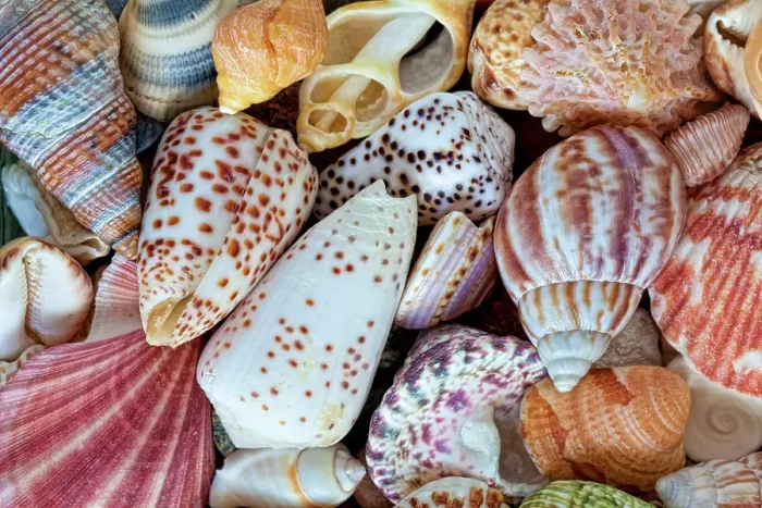 Framed Print : USA, Washington State, Seabeck. Close-up of variety of seashells. ©Don Paulson / Jaynes Gallery / DanitaDelimont.com Framed Print : USA, Washington State, Seabeck. Close-up of variety of seashells. ©Don Paulson / Jaynes Gallery / DanitaDelimont.com