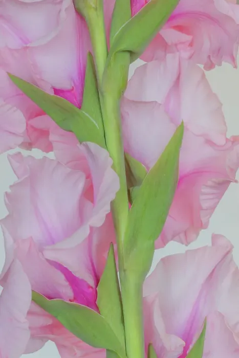 Framed Print : USA, Washington State, Seabeck. Gladiola flowers and stem close-up. ©Don Paulson / Jaynes Gallery / DanitaDelimont.com Framed Print : USA, Washington State, Seabeck. Gladiola flowers and stem close-up. ©Don Paulson / Jaynes Gallery / DanitaDelimont.com