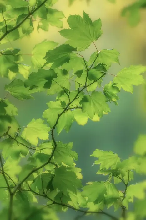 Framed Print : USA, Washington State, Seabeck. Vine maple leaves in summer. ©Don Paulson / Jaynes Gallery / DanitaDelimont.com Framed Print : USA, Washington State, Seabeck. Vine maple leaves in summer. ©Don Paulson / Jaynes Gallery / DanitaDelimont.com