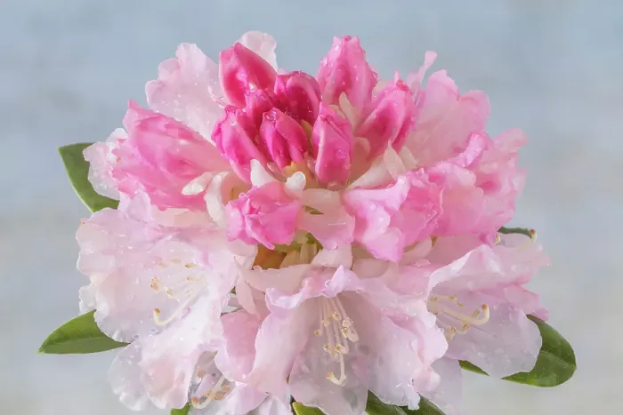 Framed Print : USA, Washington State, Seabeck. Rain water on pink rhododendron blossoms. ©Don Paulson / Jaynes Gallery / DanitaDelimont.com Framed Print : USA, Washington State, Seabeck. Rain water on pink rhododendron blossoms. ©Don Paulson / Jaynes Gallery / DanitaDelimont.com