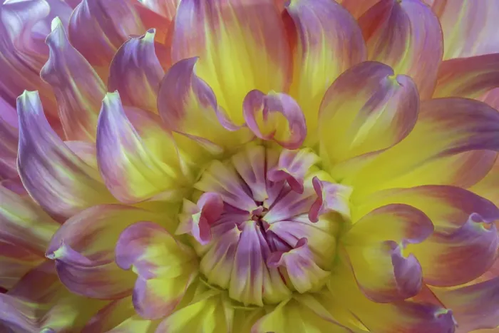 Framed Print : USA, Washington State, Seabeck. Dahlia blossom close-up. ©Don Paulson / Jaynes Gallery / DanitaDelimont.com Framed Print : USA, Washington State, Seabeck. Dahlia blossom close-up. ©Don Paulson / Jaynes Gallery / DanitaDelimont.com
