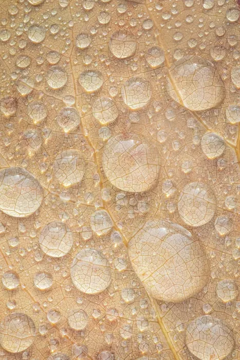 Framed Print : USA, Washington State, Seabeck. Tulip poplar leaf covered with raindrops. ©Don Paulson  /  Jaynes Gallery  /  DanitaDelimont.com