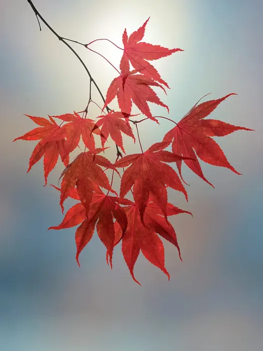 Framed Print : USA, Washington State, Seabeck. Japanese maple leaves in fall. ©Don Paulson / Jaynes Gallery / DanitaDelimont.com Framed Print : USA, Washington State, Seabeck. Japanese maple leaves in fall. ©Don Paulson / Jaynes Gallery / DanitaDelimont.com