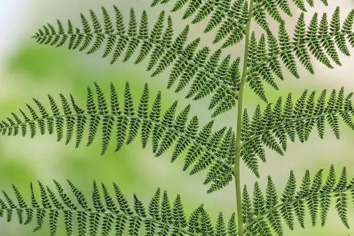 Framed Print : USA, Washington State, Seabeck. Underside of a Lady Fern, Washington State, Seabeck ©Don Paulson / Jaynes Gallery / DanitaDelimont.com Framed Print : USA, Washington State, Seabeck. Underside of a Lady Fern, Washington State, Seabeck ©Don Paulson / Jaynes Gallery / DanitaDelimont.com