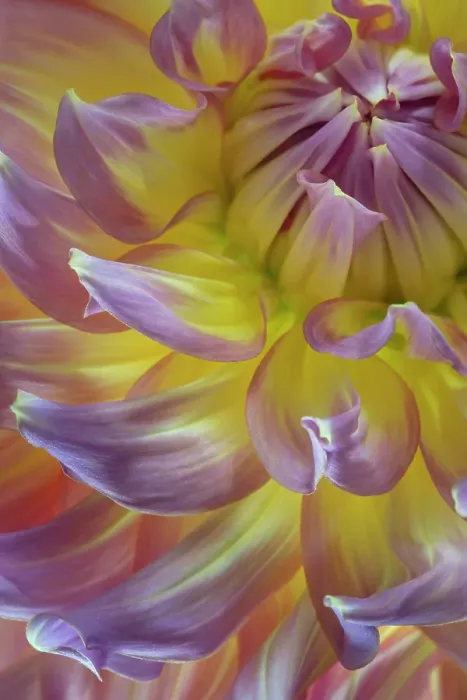 Framed Print : USA, Washington State, Seabeck. Dahlia blossom close-up. ©Don Paulson  /  Jaynes Gallery  /  DanitaDelimont.com