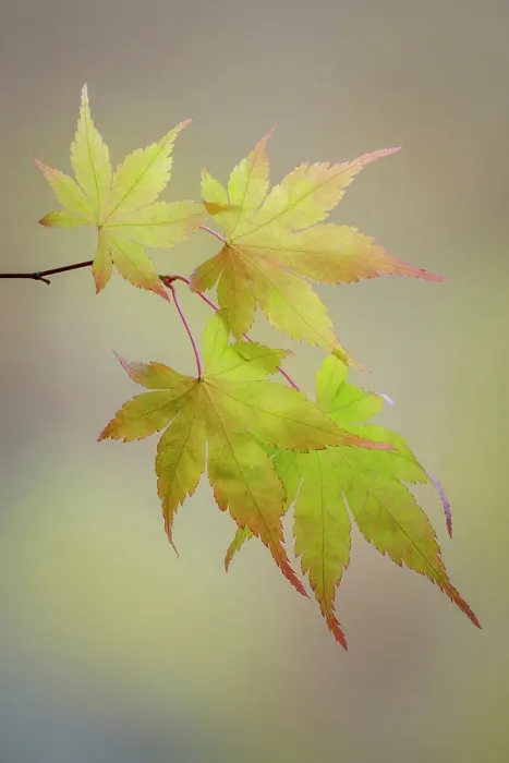 Framed Print : USA, Washington State, Seabeck. Japanese maple leaves in fall. ©Don Paulson / Jaynes Gallery / DanitaDelimont.com Framed Print : USA, Washington State, Seabeck. Japanese maple leaves in fall. ©Don Paulson / Jaynes Gallery / DanitaDelimont.com