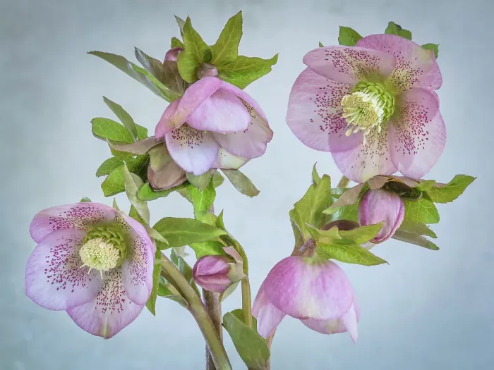 Framed Print : USA, Washington State, Seabeck. Close-up of hellebore blossoms. ©Don Paulson / Jaynes Gallery / DanitaDelimont.com Framed Print : USA, Washington State, Seabeck. Close-up of hellebore blossoms. ©Don Paulson / Jaynes Gallery / DanitaDelimont.com
