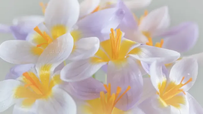 Framed Print : USA, Washington State, Seabeck. Close-up of crocus blooms. ©Don Paulson / Jaynes Gallery / DanitaDelimont.com Framed Print : USA, Washington State, Seabeck. Close-up of crocus blooms. ©Don Paulson / Jaynes Gallery / DanitaDelimont.com