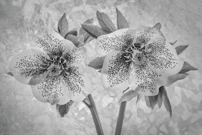 Framed Print : USA, Washington State, Seabeck. Close-up of hellebore blossoms. ©Don Paulson  /  Jaynes Gallery  /  DanitaDelimont.com