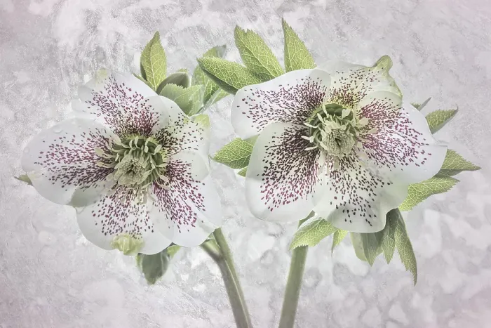 Framed Print : USA, Washington State, Seabeck. Close-up of hellebore blossoms. ©Don Paulson / Jaynes Gallery / DanitaDelimont.com Framed Print : USA, Washington State, Seabeck. Close-up of hellebore blossoms. ©Don Paulson / Jaynes Gallery / DanitaDelimont.com