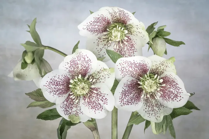 Framed Print : USA, Washington State, Seabeck. Close-up of hellebore blossoms. ©Don Paulson  /  Jaynes Gallery  /  DanitaDelimont.com