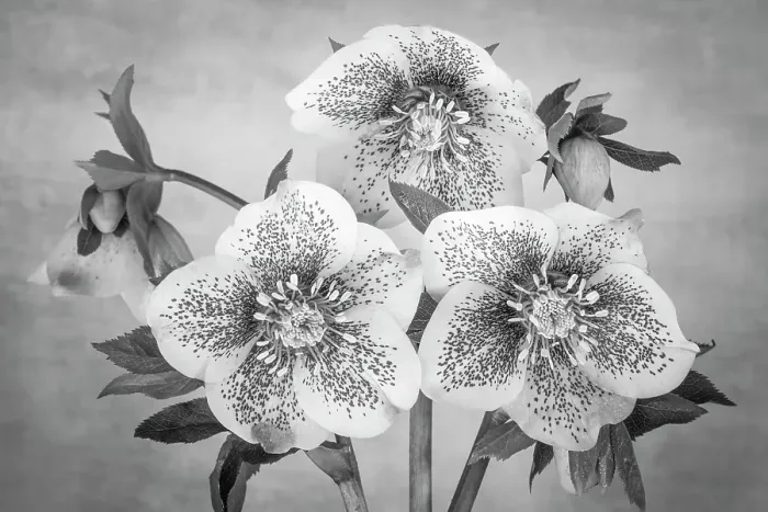 Framed Print : USA, Washington State, Seabeck. Black and white close-up of hellebore blossoms. ©Don Paulson / Jaynes Gallery / DanitaDelimont.com Framed Print : USA, Washington State, Seabeck. Black and white close-up of hellebore blossoms. ©Don Paulson / Jaynes Gallery / DanitaDelimont.com