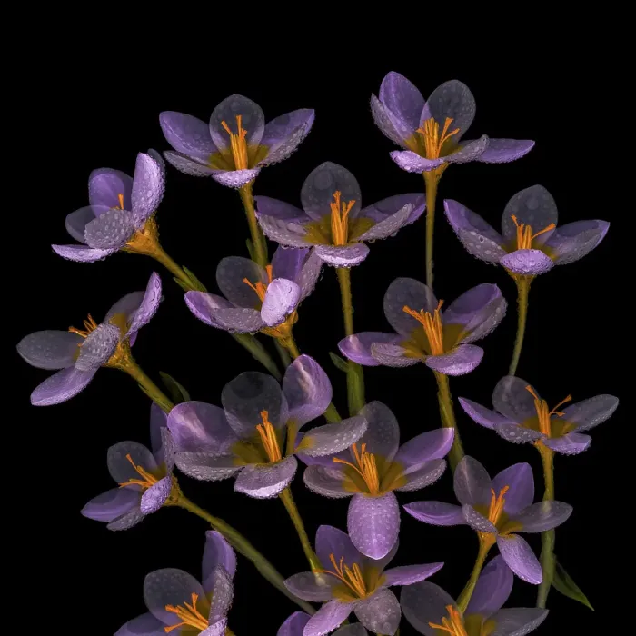 Framed Print : USA, Washington State, Seabeck. Close-up of crocus blooms. ©Don Paulson  /  Jaynes Gallery  /  DanitaDelimont.com