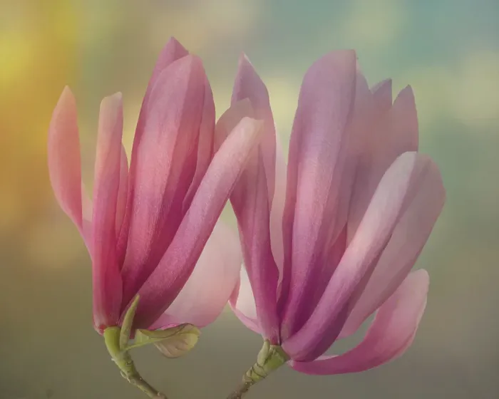 Framed Print : USA, Washington State, Seabeck. Close-up of tulip magnolia blossoms. ©Don Paulson / Jaynes Gallery / DanitaDelimont.com Framed Print : USA, Washington State, Seabeck. Close-up of tulip magnolia blossoms. ©Don Paulson / Jaynes Gallery / DanitaDelimont.com
