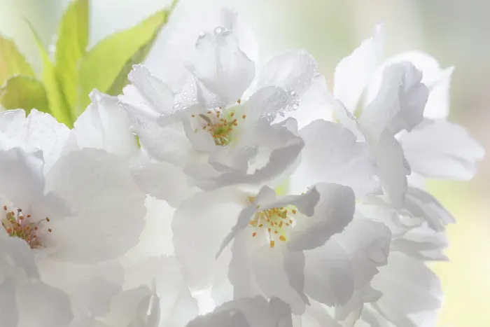 Framed Print : USA, Washington State, Seabeck. Fuji cherry blossoms close-up. ©Don Paulson / Jaynes Gallery / DanitaDelimont.com Framed Print : USA, Washington State, Seabeck. Fuji cherry blossoms close-up. ©Don Paulson / Jaynes Gallery / DanitaDelimont.com