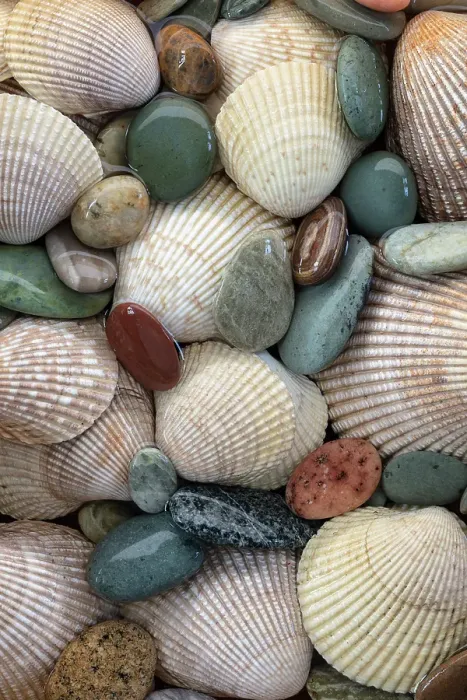Framed Print : USA, Washington State, Seabeck. Close-up of cockle shells and beach rocks. ©Don Paulson / Jaynes Gallery / DanitaDelimont.com Framed Print : USA, Washington State, Seabeck. Close-up of cockle shells and beach rocks. ©Don Paulson / Jaynes Gallery / DanitaDelimont.com
