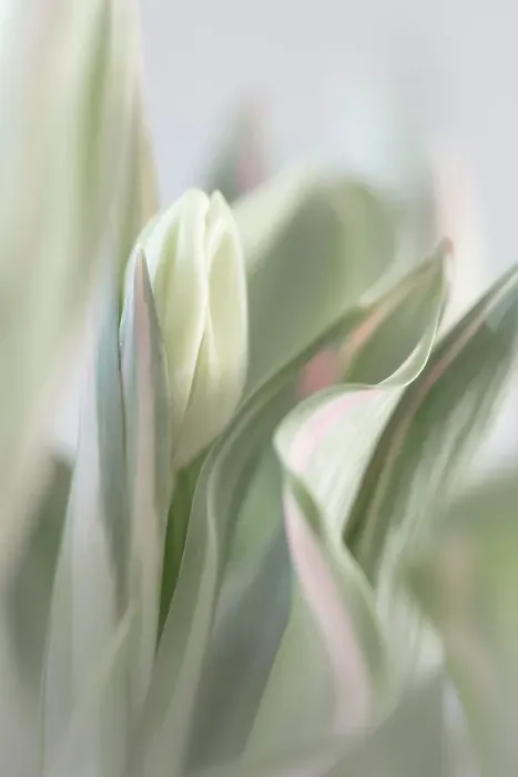 Framed Print : USA, Washington State, Seabeck. Close-up of tulip in bud. ©Don Paulson / Jaynes Gallery / DanitaDelimont.com Framed Print : USA, Washington State, Seabeck. Close-up of tulip in bud. ©Don Paulson / Jaynes Gallery / DanitaDelimont.com