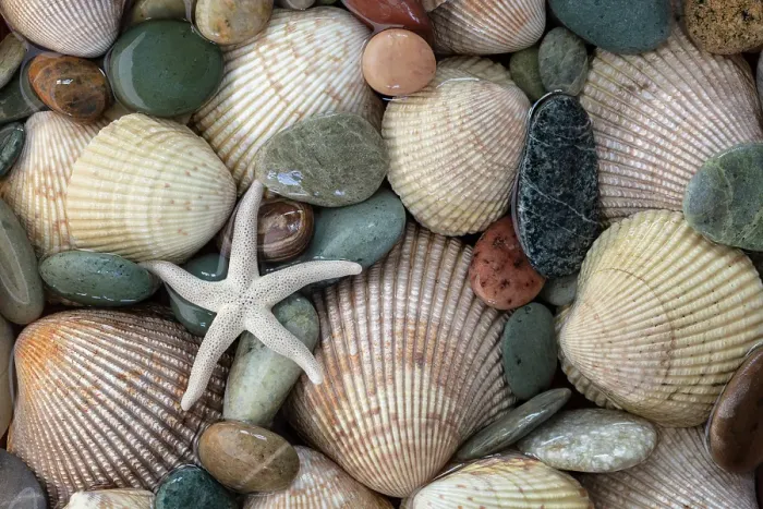 Framed Print : USA, Washington State, Seabeck. Close-up of cockle shells and beach rocks. ©Don Paulson  /  Jaynes Gallery  /  DanitaDelimont.com
