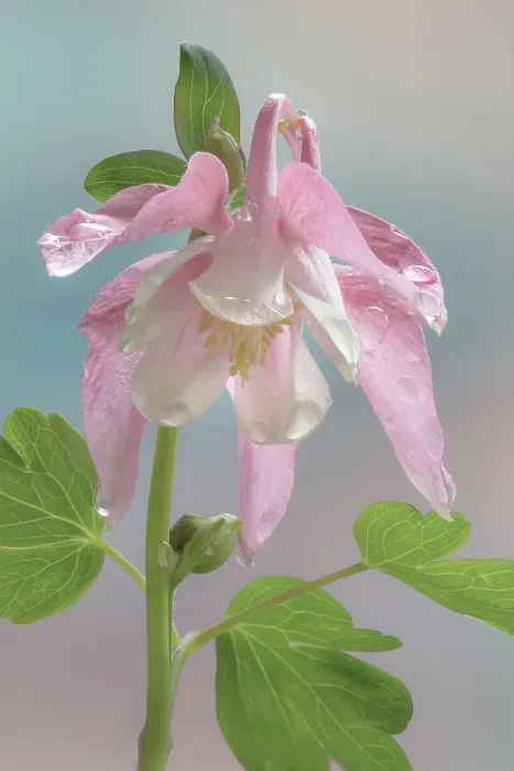 Framed Print : USA, Washington State, Seabeck. Dew-covered columbine flower close-up. ©Don Paulson / Jaynes Gallery / DanitaDelimont.com Framed Print : USA, Washington State, Seabeck. Dew-covered columbine flower close-up. ©Don Paulson / Jaynes Gallery / DanitaDelimont.com
