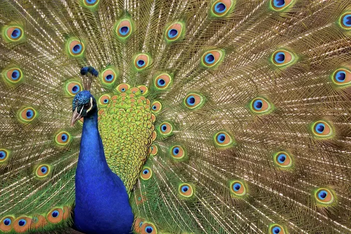 Framed Print : USA, Washington State, Seabeck. Peacock showing full feather display. ©Don Paulson / Jaynes Gallery / DanitaDelimont.com Framed Print : USA, Washington State, Seabeck. Peacock showing full feather display. ©Don Paulson / Jaynes Gallery / DanitaDelimont.com