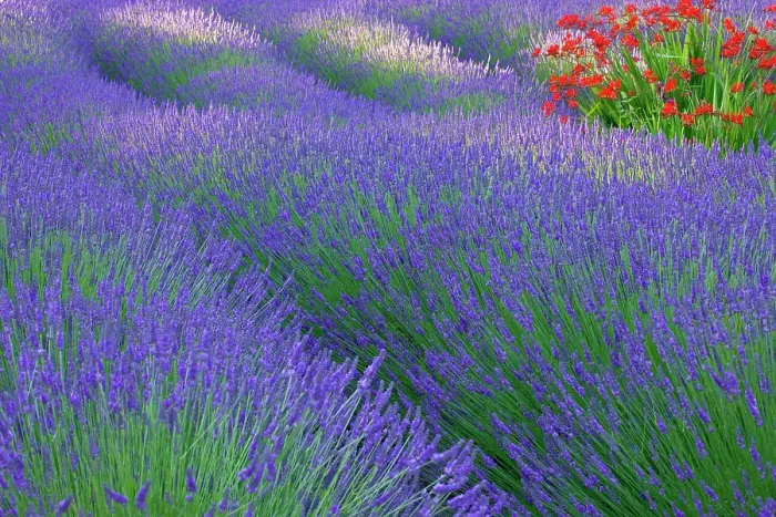 Framed Print : USA, Washington State, Seabeck. Lavender garden. ©Don Paulson / Jaynes Gallery / DanitaDelimont.com Framed Print : USA, Washington State, Seabeck. Lavender garden. ©Don Paulson / Jaynes Gallery / DanitaDelimont.com