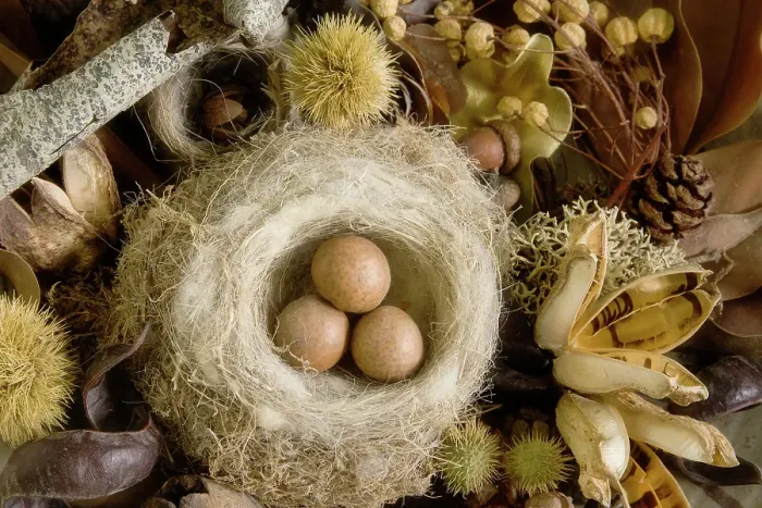 Framed Print : USA, Washington State, Seabeck. Bird nest and eggs close-up. ©Don Paulson / Jaynes Gallery / DanitaDelimont.com Framed Print : USA, Washington State, Seabeck. Bird nest and eggs close-up. ©Don Paulson / Jaynes Gallery / DanitaDelimont.com