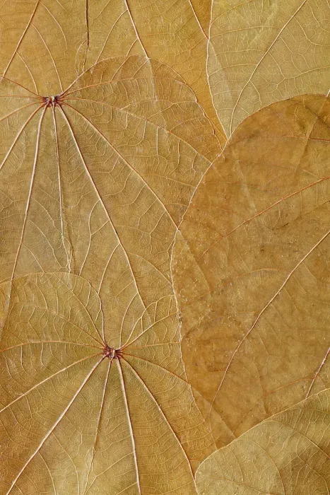 Framed Print : USA, Washington State, Seabeck. Close-up of pressed leaves. ©Don Paulson / Jaynes Gallery / DanitaDelimont.com Framed Print : USA, Washington State, Seabeck. Close-up of pressed leaves. ©Don Paulson / Jaynes Gallery / DanitaDelimont.com