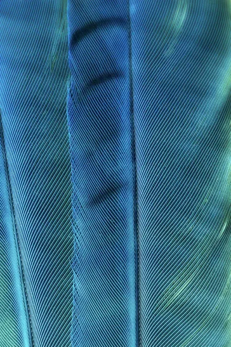 Framed Print : USA, Washington State, Seabeck. Blue jay feathers close-up. ©Don Paulson / Jaynes Gallery / DanitaDelimont.com Framed Print : USA, Washington State, Seabeck. Blue jay feathers close-up. ©Don Paulson / Jaynes Gallery / DanitaDelimont.com