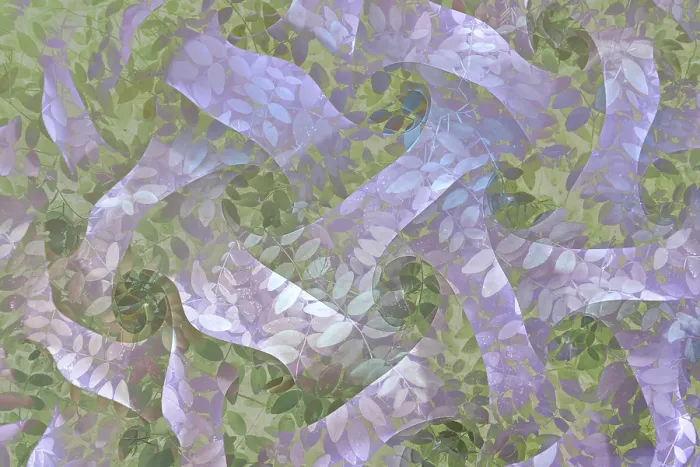 Framed Print : USA, Washington State, Seabeck. Abstract composite of leaves and ribbon shapes. ©Don Paulson / Jaynes Gallery / DanitaDelimont.com Framed Print : USA, Washington State, Seabeck. Abstract composite of leaves and ribbon shapes. ©Don Paulson / Jaynes Gallery / DanitaDelimont.com