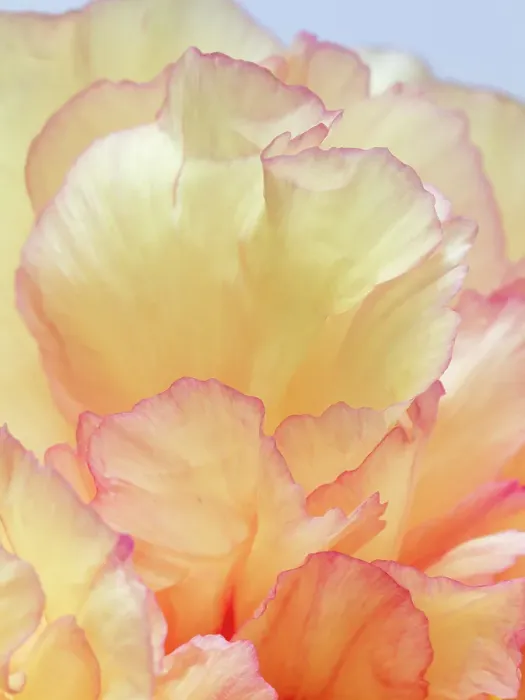 Framed Print : USA, Washington State, Seabeck. Tree peony blossom close-up. ©Don Paulson / Jaynes Gallery / DanitaDelimont.com Framed Print : USA, Washington State, Seabeck. Tree peony blossom close-up. ©Don Paulson / Jaynes Gallery / DanitaDelimont.com