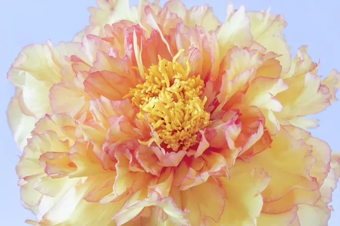 Framed Print : USA, Washington State, Seabeck. Tree peony blossom close-up. ©Don Paulson / Jaynes Gallery / DanitaDelimont.com Framed Print : USA, Washington State, Seabeck. Tree peony blossom close-up. ©Don Paulson / Jaynes Gallery / DanitaDelimont.com