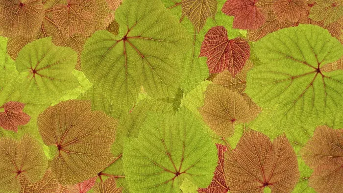 Framed Print : USA, Washington State, Seabeck. Grape leaves close-up. ©Don Paulson  /  Jaynes Gallery  /  DanitaDelimont.com