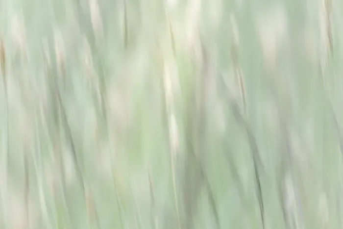 Framed Print : USA, Washington State, Seabeck. Abstract of summer meadow grass. ©Don Paulson / Jaynes Gallery / DanitaDelimont.com Framed Print : USA, Washington State, Seabeck. Abstract of summer meadow grass. ©Don Paulson / Jaynes Gallery / DanitaDelimont.com