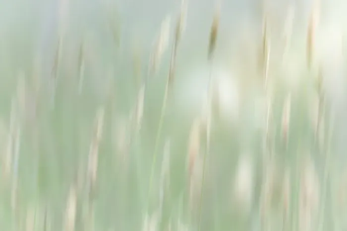 Framed Print : USA, Washington State, Seabeck. Abstract of grass in summer meadow. ©Don Paulson / Jaynes Gallery / DanitaDelimont.com Framed Print : USA, Washington State, Seabeck. Abstract of grass in summer meadow. ©Don Paulson / Jaynes Gallery / DanitaDelimont.com
