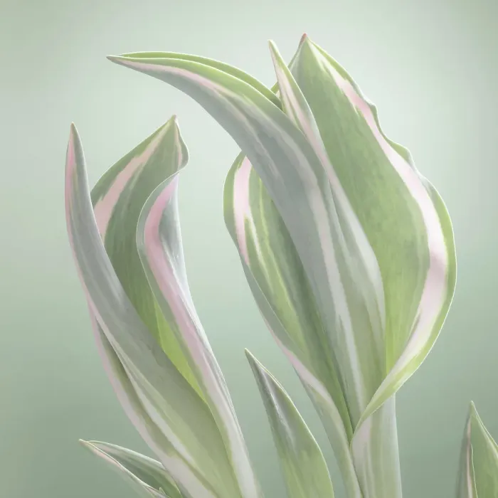 Framed Print : USA, Washington State, Seabeck. Tulip leaves in early spring. ©Don Paulson  /  Jaynes Gallery  /  DanitaDelimont.com
