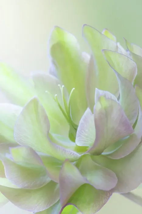 Framed Print : USA, Washington State, Seabeck, USA, Washington State, Seabeck. Lenten rose petals close-up. ©Don Paulson  /  Jaynes Gallery  /  DanitaDelimont.com