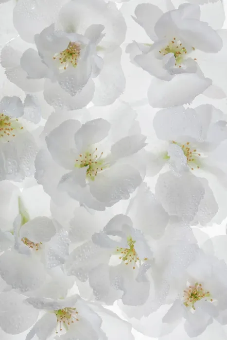 Framed Print : USA, Washington State, Seabeck. Fuji cherry blossoms close-up. ©Don Paulson / Jaynes Gallery / DanitaDelimont.com Framed Print : USA, Washington State, Seabeck. Fuji cherry blossoms close-up. ©Don Paulson / Jaynes Gallery / DanitaDelimont.com