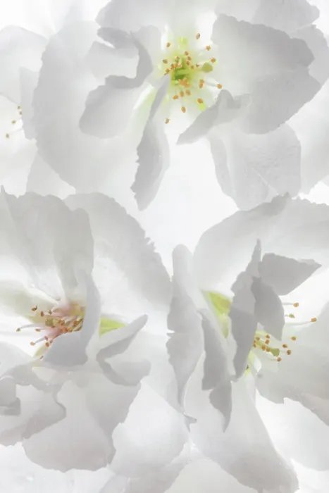 Framed Print : USA, Washington State, Seabeck. Fuji cherry blossoms close-up. ©Don Paulson / Jaynes Gallery / DanitaDelimont.com Framed Print : USA, Washington State, Seabeck. Fuji cherry blossoms close-up. ©Don Paulson / Jaynes Gallery / DanitaDelimont.com