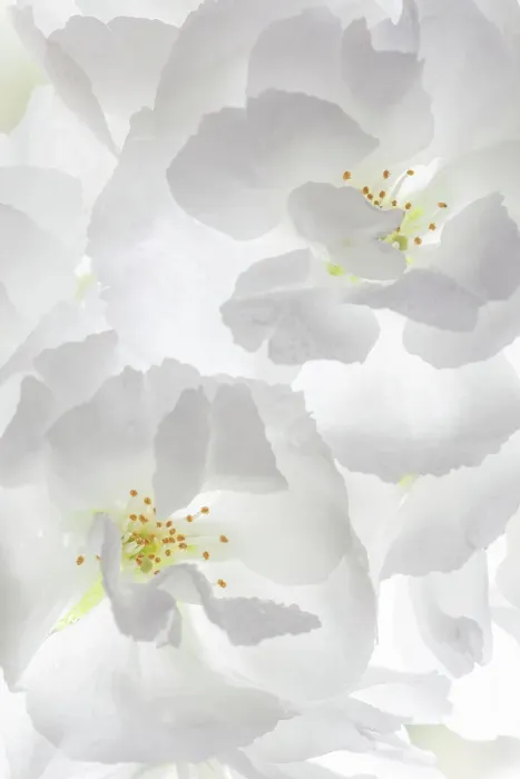 Framed Print : USA, Washington State, Seabeck. Fuji cherry blossoms close-up. ©Don Paulson / Jaynes Gallery / DanitaDelimont.com Framed Print : USA, Washington State, Seabeck. Fuji cherry blossoms close-up. ©Don Paulson / Jaynes Gallery / DanitaDelimont.com