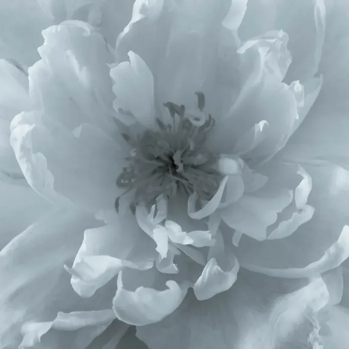 Framed Print : USA, Washington State, Seabeck. Close-up of peony flower. ©Don Paulson  /  Jaynes Gallery  /  DanitaDelimont.com