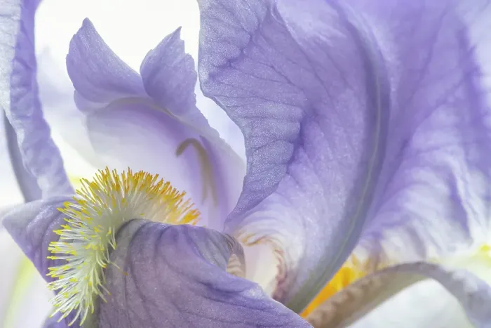Framed Print : USA, Washington State, Seabeck. Purple iris flower close-up. ©Don Paulson  /  Jaynes Gallery  /  DanitaDelimont.com