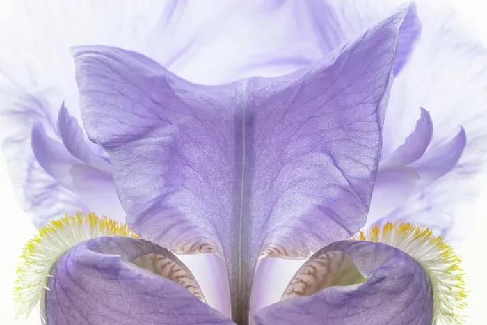 Framed Print : USA, Washington State, Seabeck. Purple iris flower close-up. ©Don Paulson  /  Jaynes Gallery  /  DanitaDelimont.com