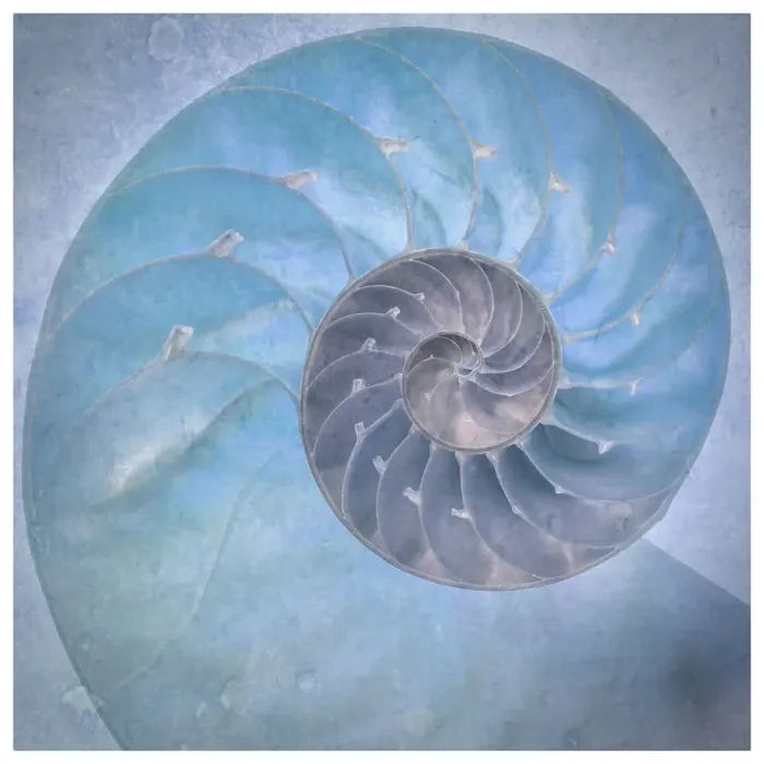 Framed Print : USA, Washington State, Seabeck. Close-up of nautilus shell. ©Don Paulson / Jaynes Gallery / DanitaDelimont.com Framed Print : USA, Washington State, Seabeck. Close-up of nautilus shell. ©Don Paulson / Jaynes Gallery / DanitaDelimont.com