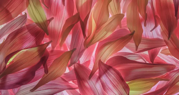 Framed Print : USA, Washington State, Seabeck. Panoramic of dahlia petals. ©Don Paulson / Jaynes Gallery / DanitaDelimont.com Framed Print : USA, Washington State, Seabeck. Panoramic of dahlia petals. ©Don Paulson / Jaynes Gallery / DanitaDelimont.com