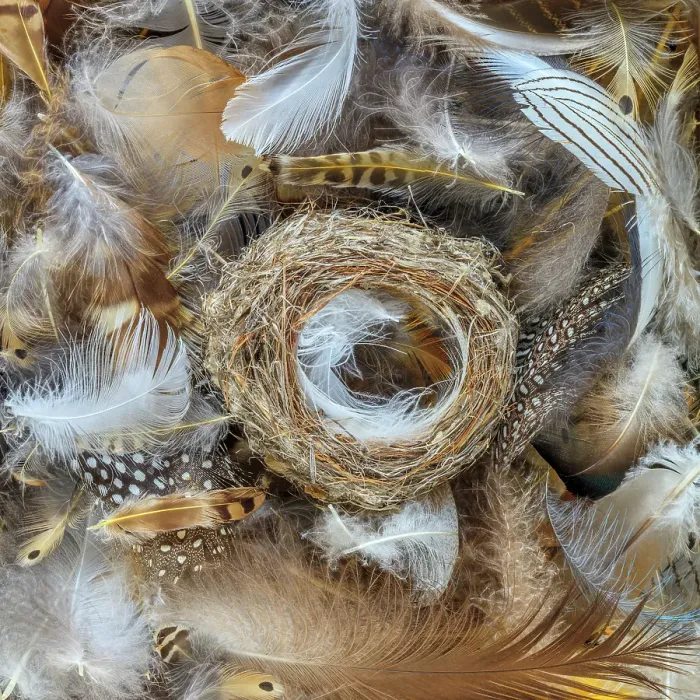 Framed Print : USA, Washington State, Seabeck, USA, Washington State, Seabeck. Bird nest and feathers close-up. ©Don Paulson / Jaynes Gallery / DanitaDelimont.com Framed Print : USA, Washington State, Seabeck, USA, Washington State, Seabeck. Bird nest and feathers close-up. ©Don Paulson / Jaynes Gallery / DanitaDelimont.com