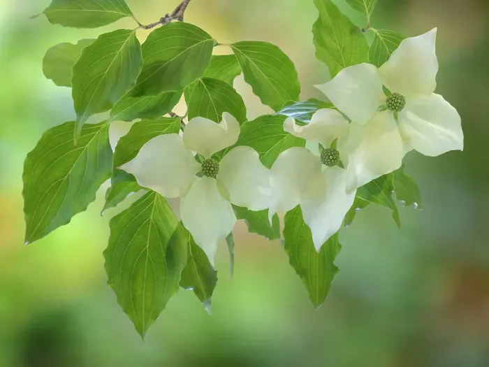 Framed Print : USA, Washington State, Seabeck. Kousa dogwood foliage and blossoms close-up. ©Don Paulson  /  Jaynes Gallery  /  DanitaDelimont.com