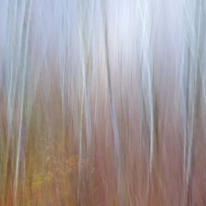 Framed Print : USA, Washington State, Seabeck. Composite of alder and dogwood trees. ©Don Paulson / Jaynes Gallery / DanitaDelimont.com Framed Print : USA, Washington State, Seabeck. Composite of alder and dogwood trees. ©Don Paulson / Jaynes Gallery / DanitaDelimont.com