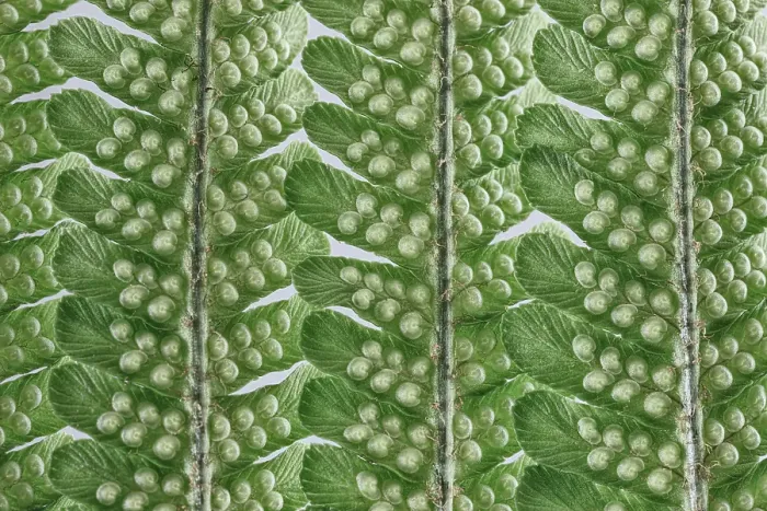 Framed Print : USA, Washington State, Seabeck. Fern frond patterns and shapes. ©Don Paulson  /  Jaynes Gallery  /  DanitaDelimont.com