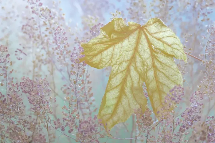 Framed Print : USA, Washington State, Seabeck. Fallen bigleaf maple leaf close-up. ©Don Paulson / Jaynes Gallery / DanitaDelimont.com Framed Print : USA, Washington State, Seabeck. Fallen bigleaf maple leaf close-up. ©Don Paulson / Jaynes Gallery / DanitaDelimont.com