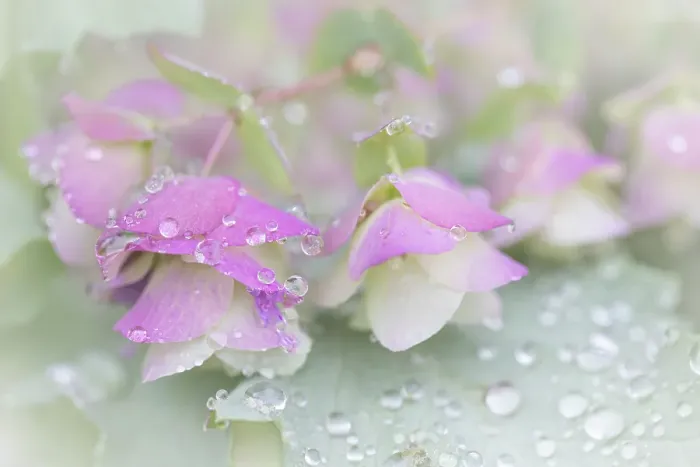 Framed Print : USA, Washington State, Seabeck. Ornamental oregano petals with raindrops. ©Don Paulson / Jaynes Gallery / DanitaDelimont.com Framed Print : USA, Washington State, Seabeck. Ornamental oregano petals with raindrops. ©Don Paulson / Jaynes Gallery / DanitaDelimont.com